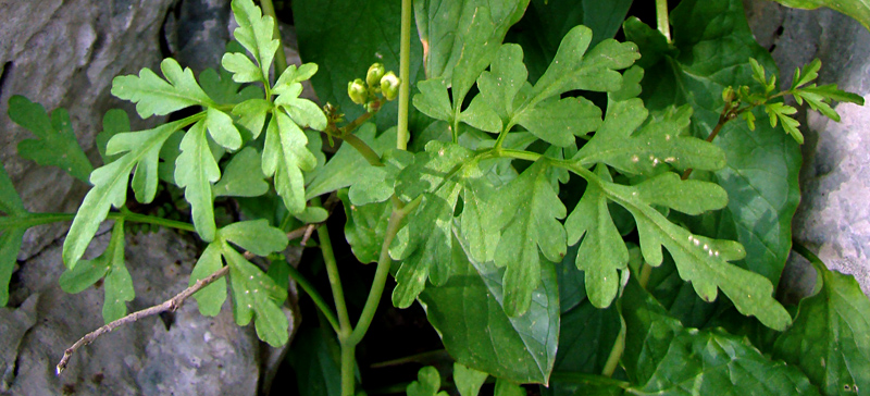 Cardamine monteluccii